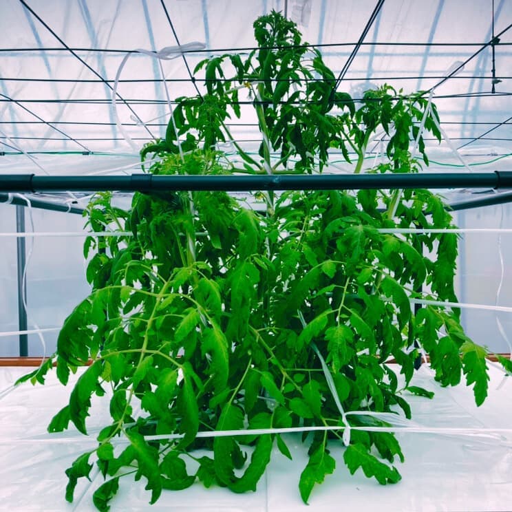 2025012501tomato.jpg