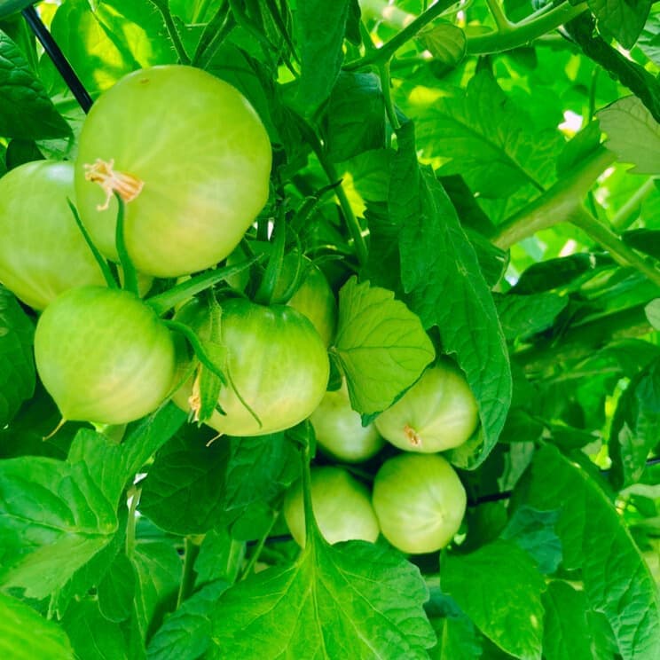 2025032702tomato.jpg