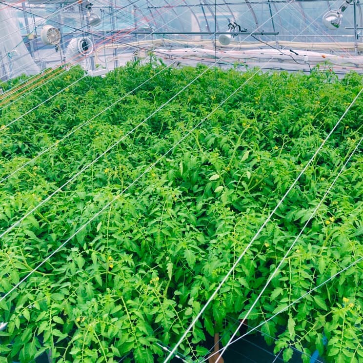 2025051503tomato.jpg