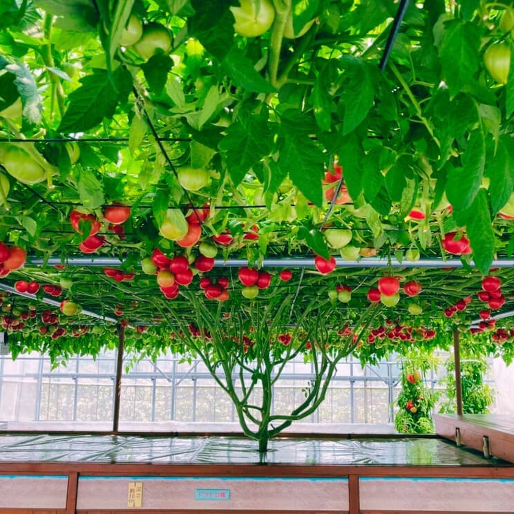 2025052603tomato.jpg
