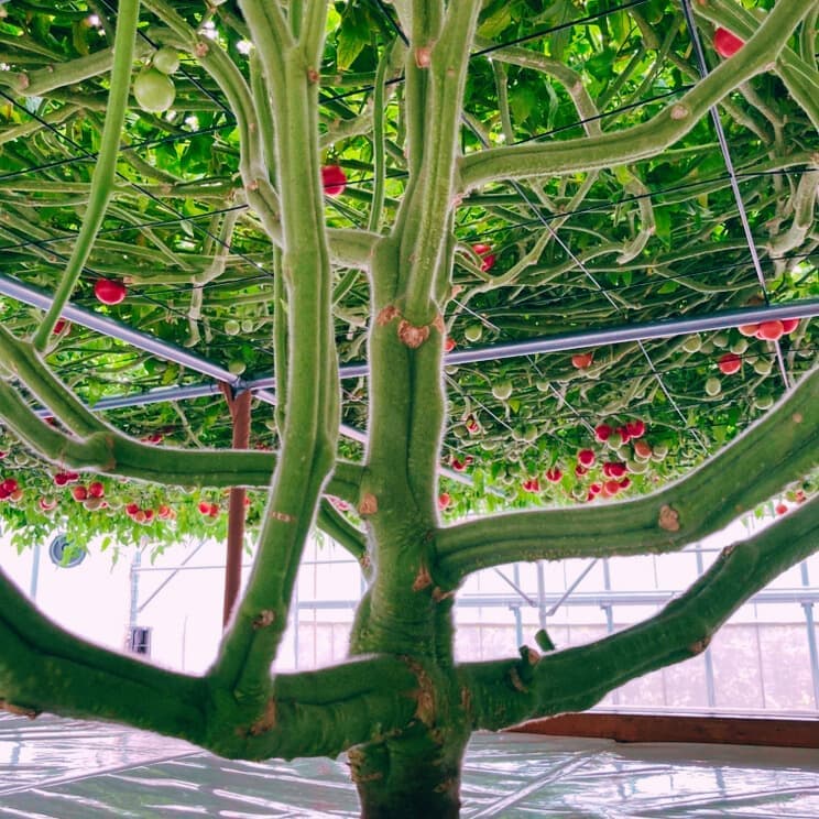 2025071406tomato.jpg